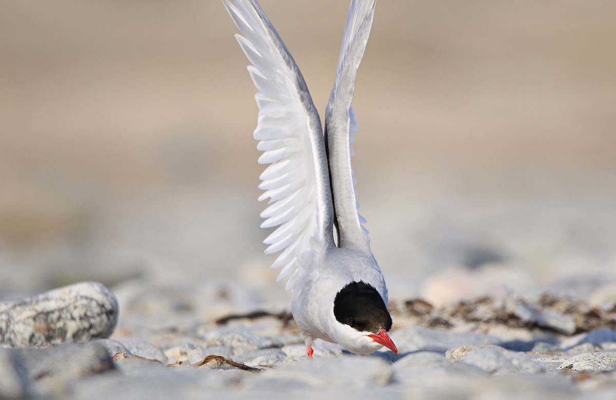 שחפית קוטב - ML646598357