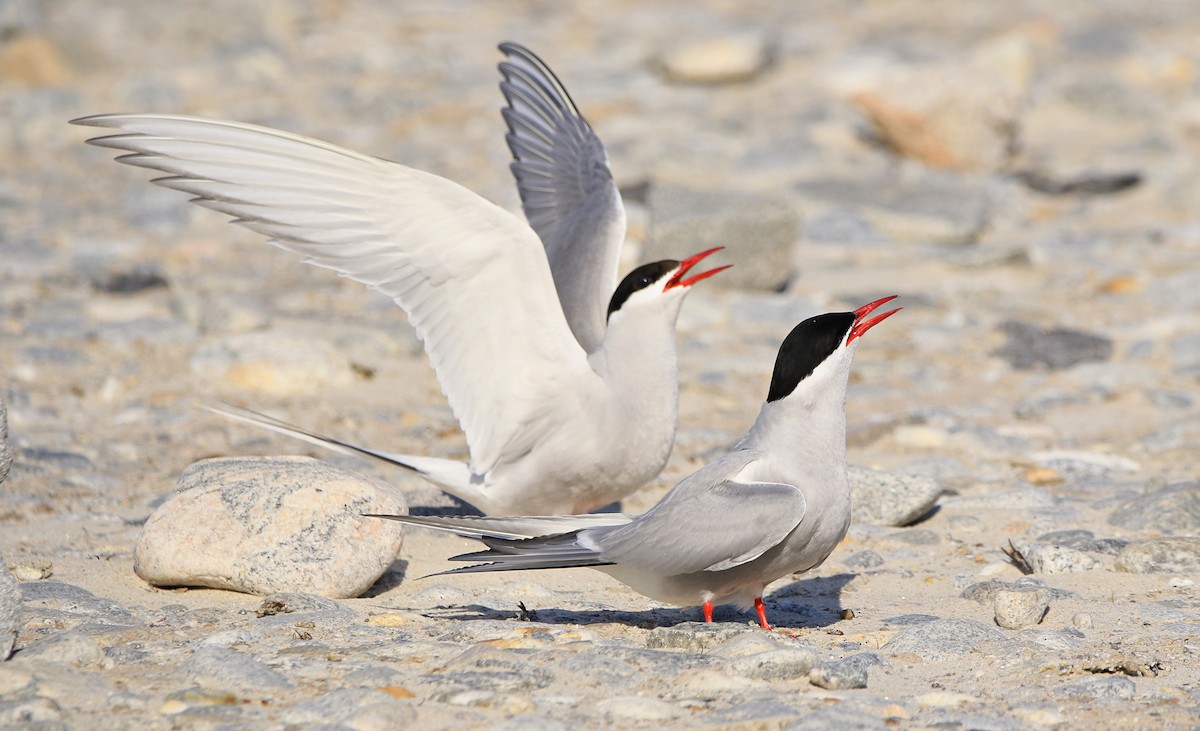 שחפית קוטב - ML646598358