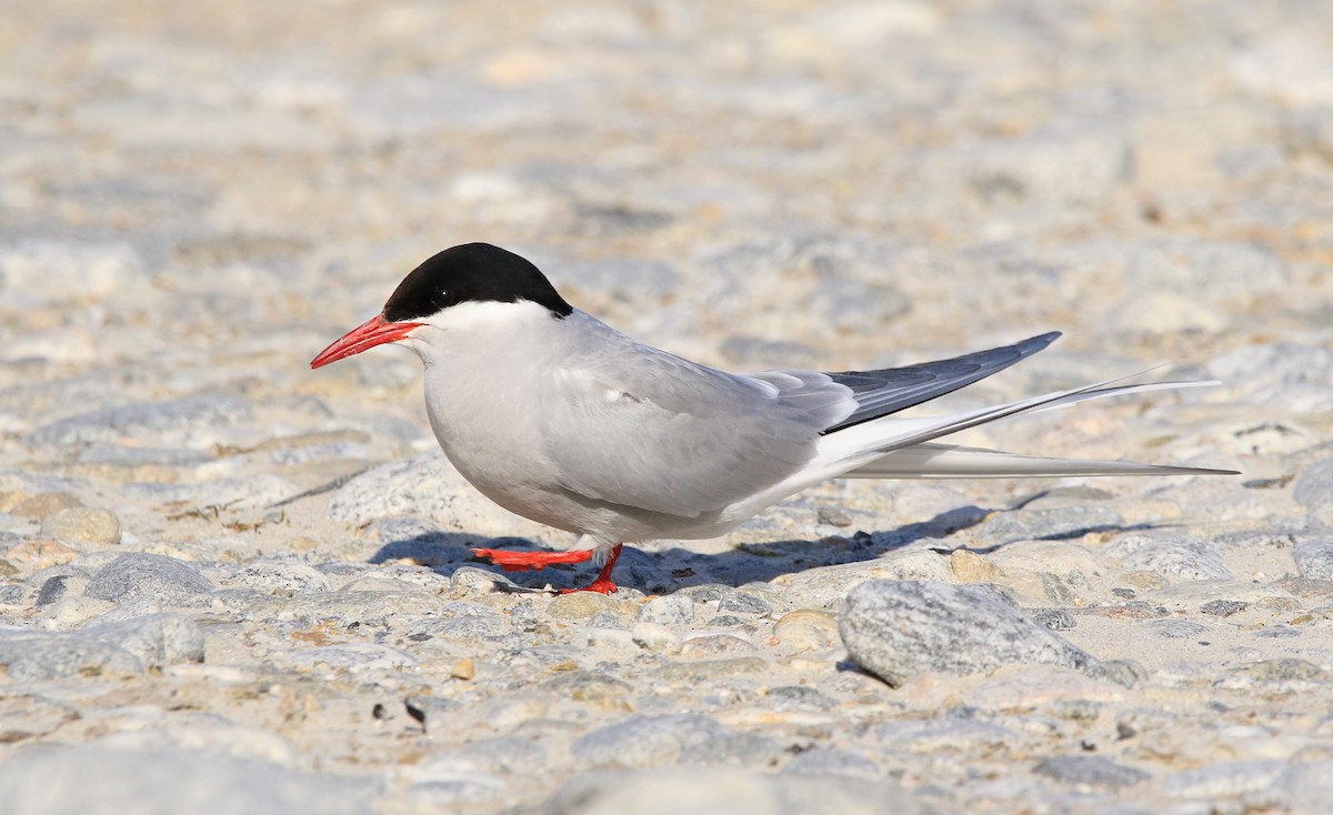 שחפית קוטב - ML646598359