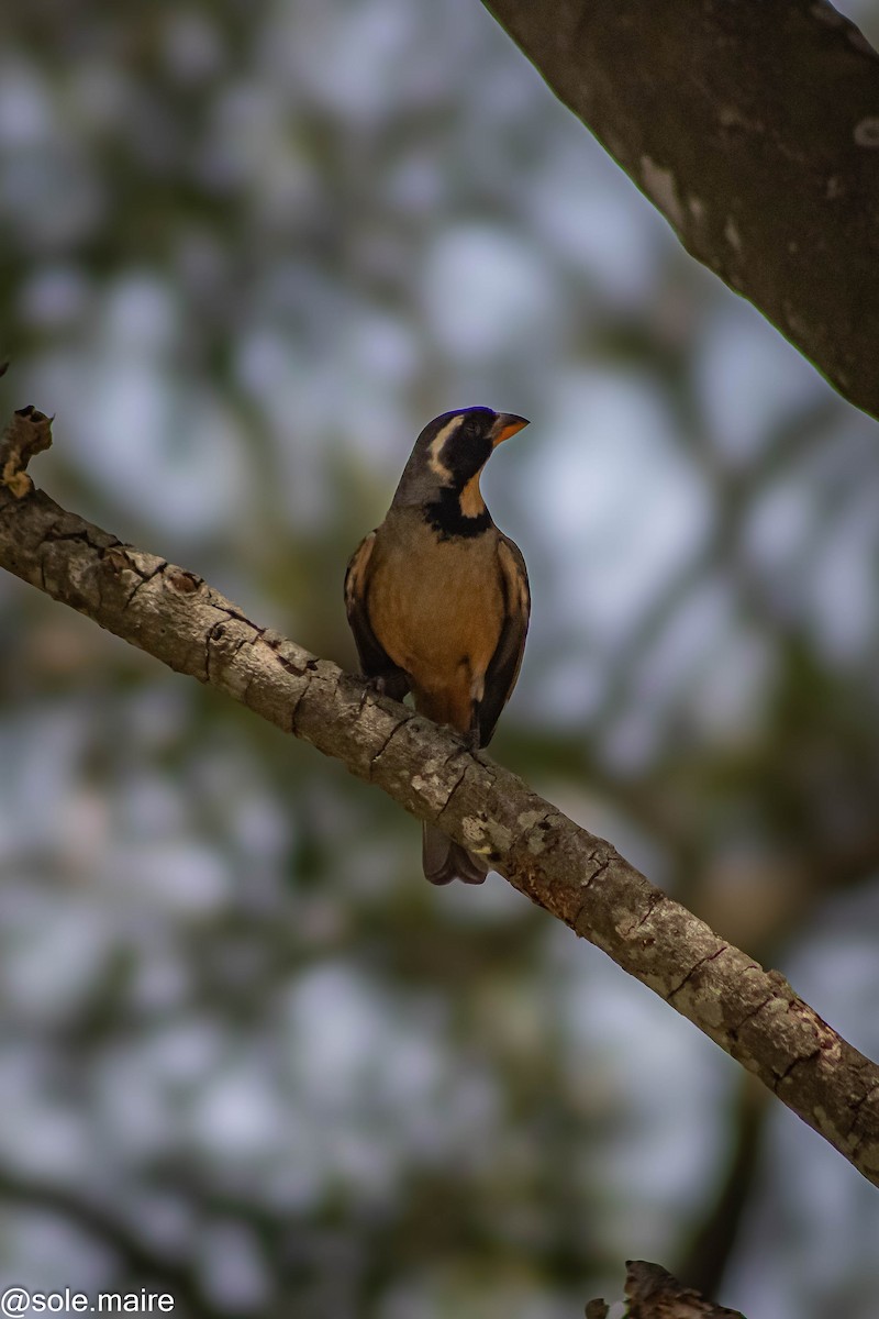 Golden-billed Saltator - ML646598360