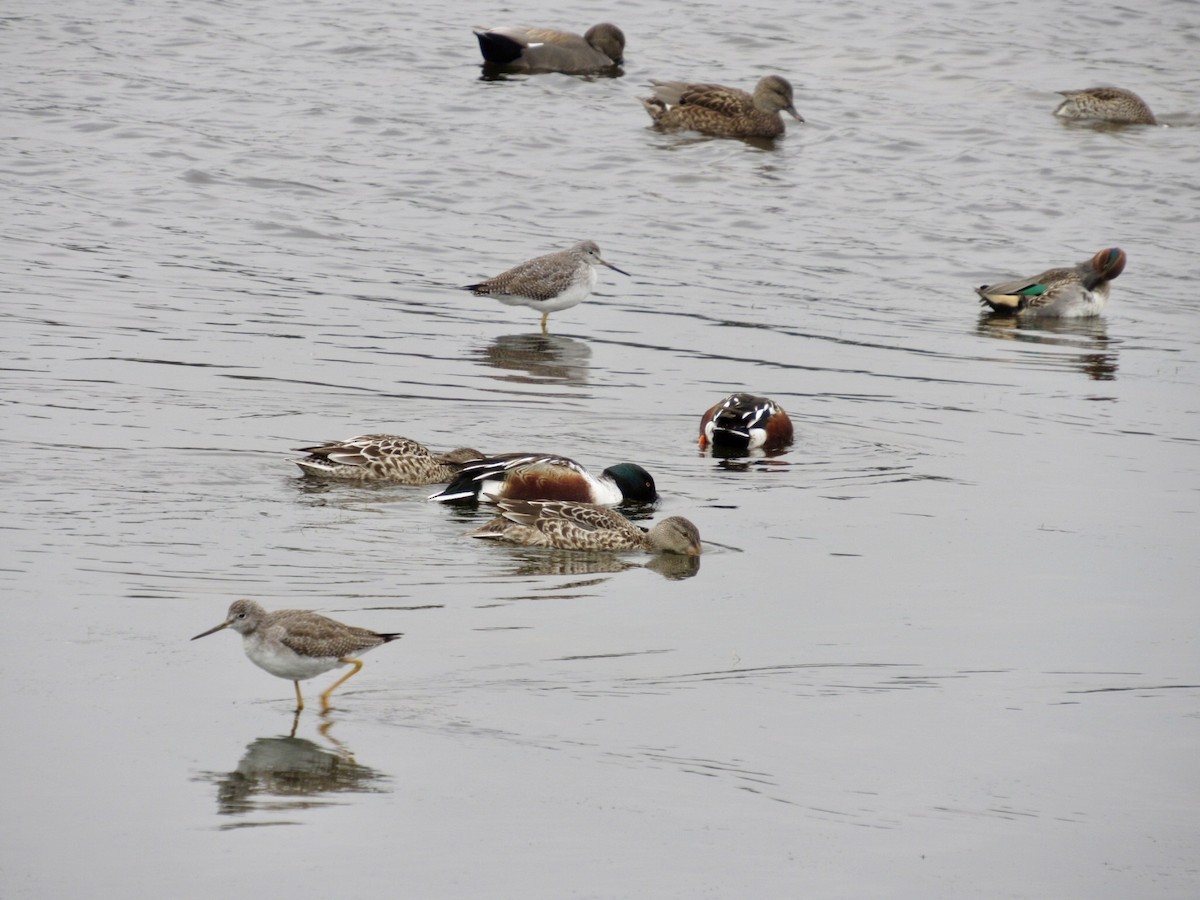 Greater Yellowlegs - ML646598361