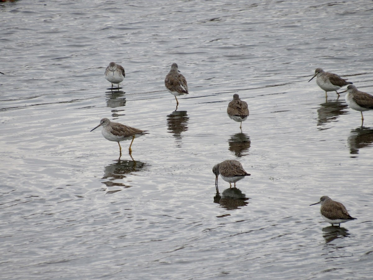Greater Yellowlegs - ML646598362