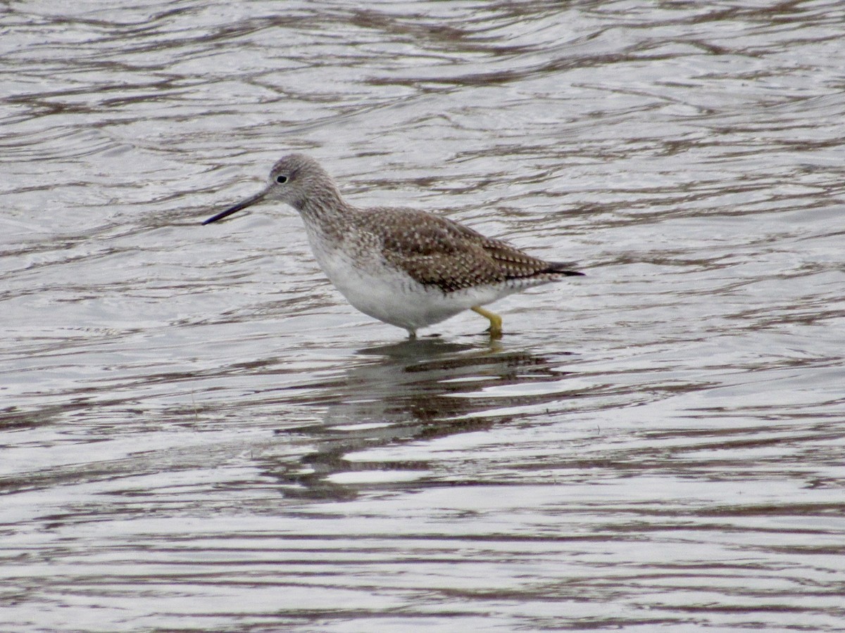 Greater Yellowlegs - ML646598363