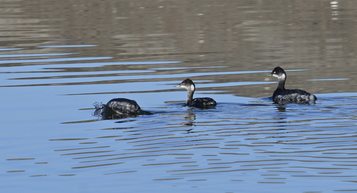 Eared Grebe - ML646598364