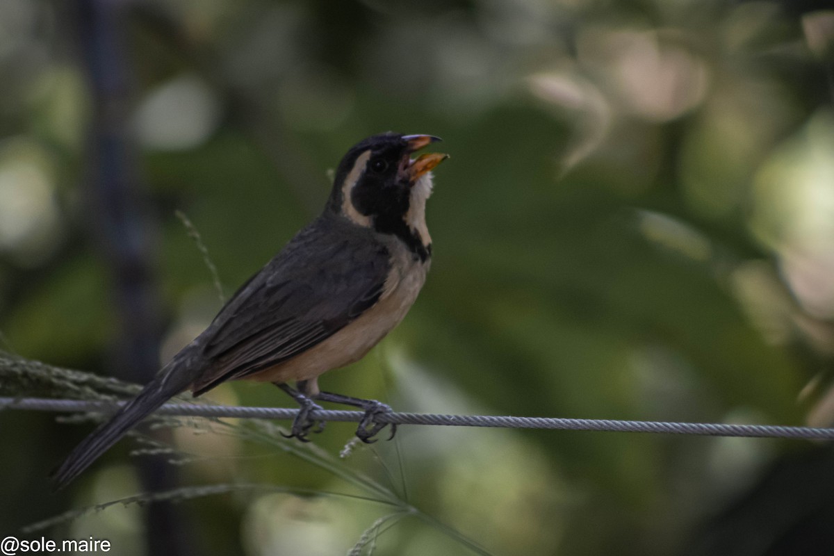 Golden-billed Saltator - ML646598367