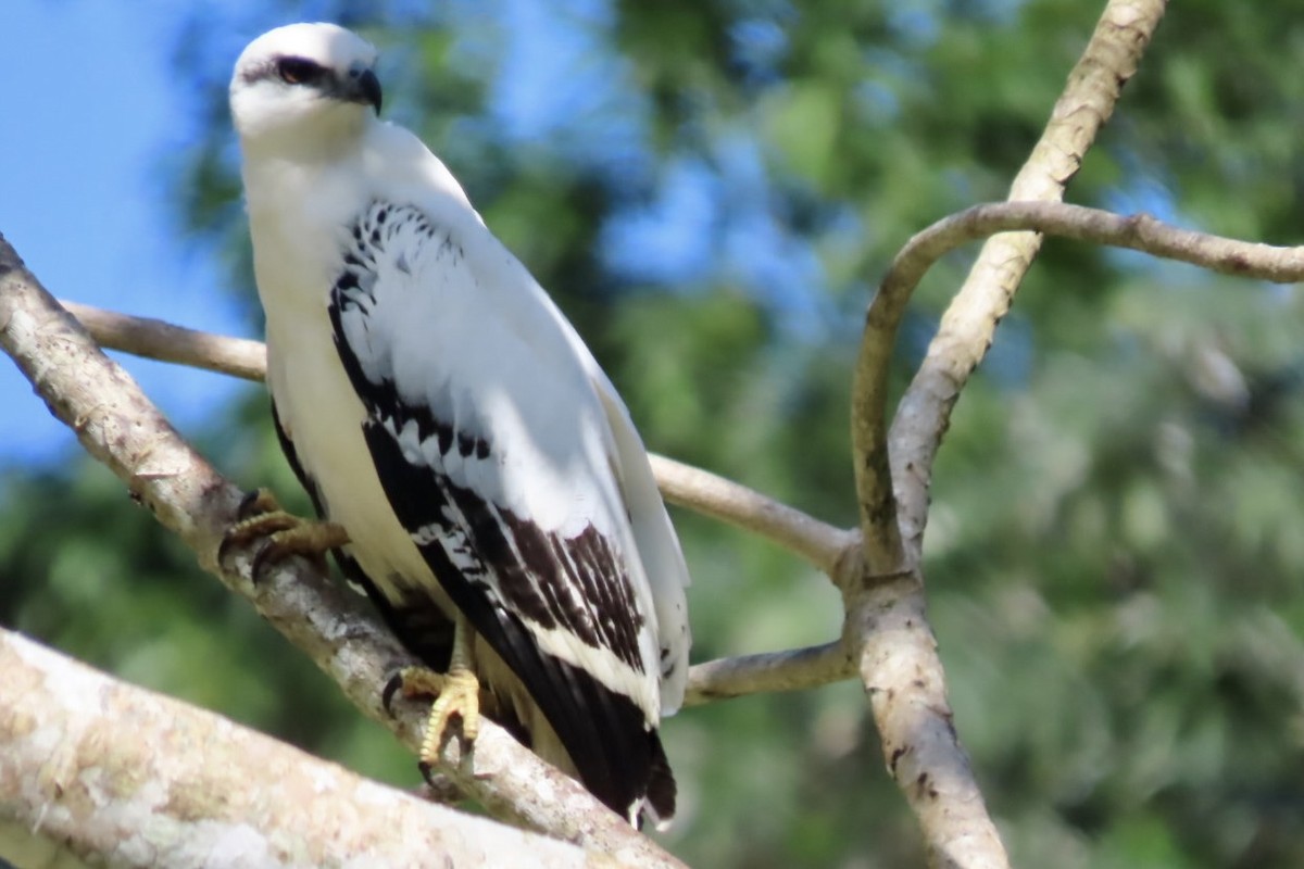 White Hawk - ML646598368