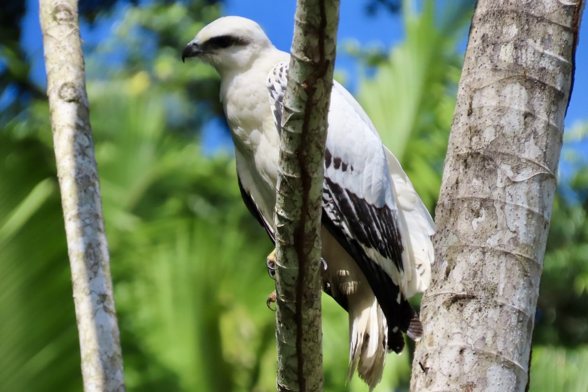 White Hawk - ML646598369