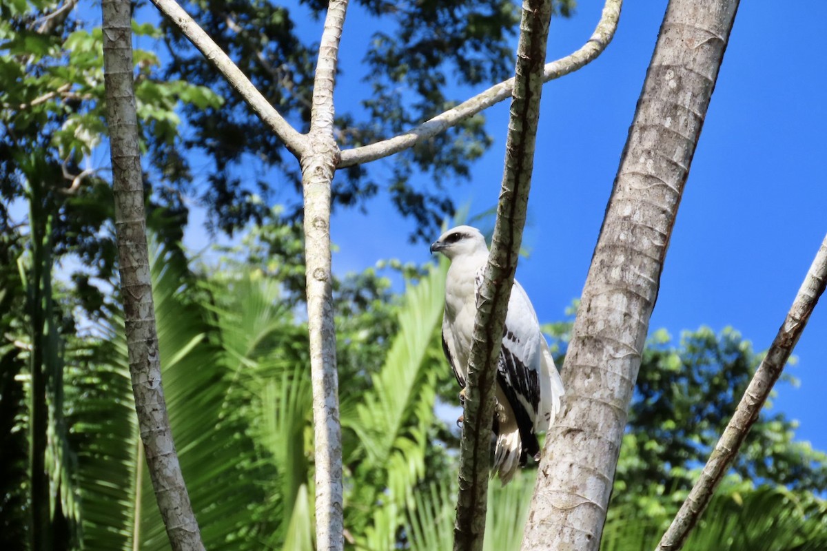 White Hawk - ML646598370