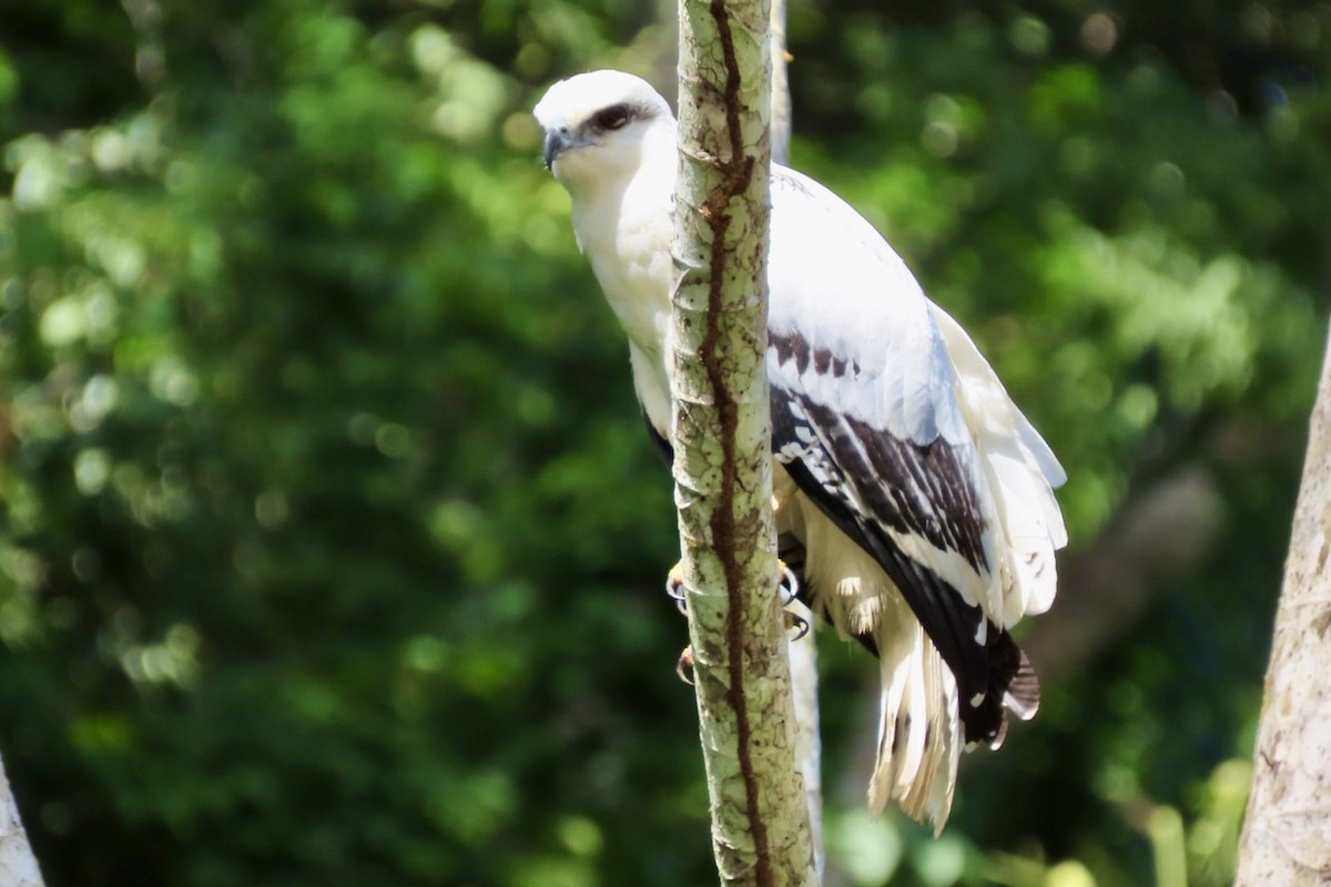 White Hawk - ML646598371