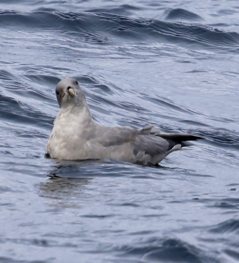 Northern Fulmar - ML646598372