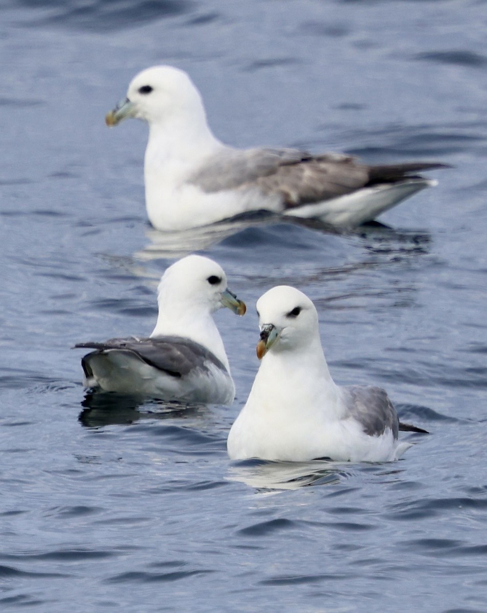 Northern Fulmar - ML646598373