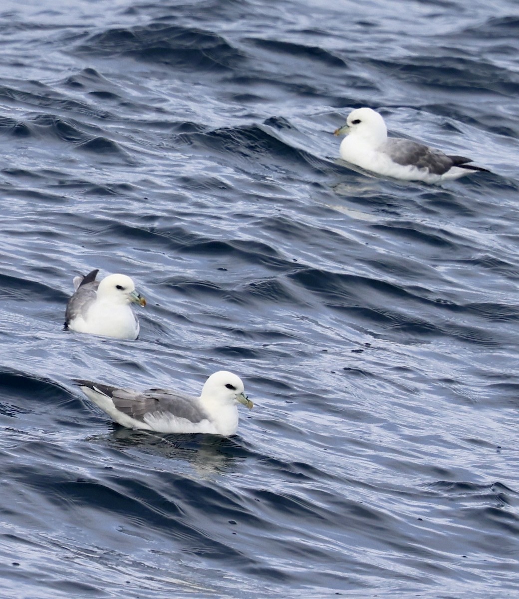 Northern Fulmar - ML646598374