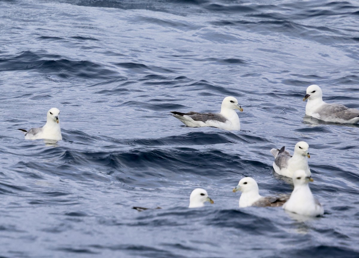 Northern Fulmar - ML646598375