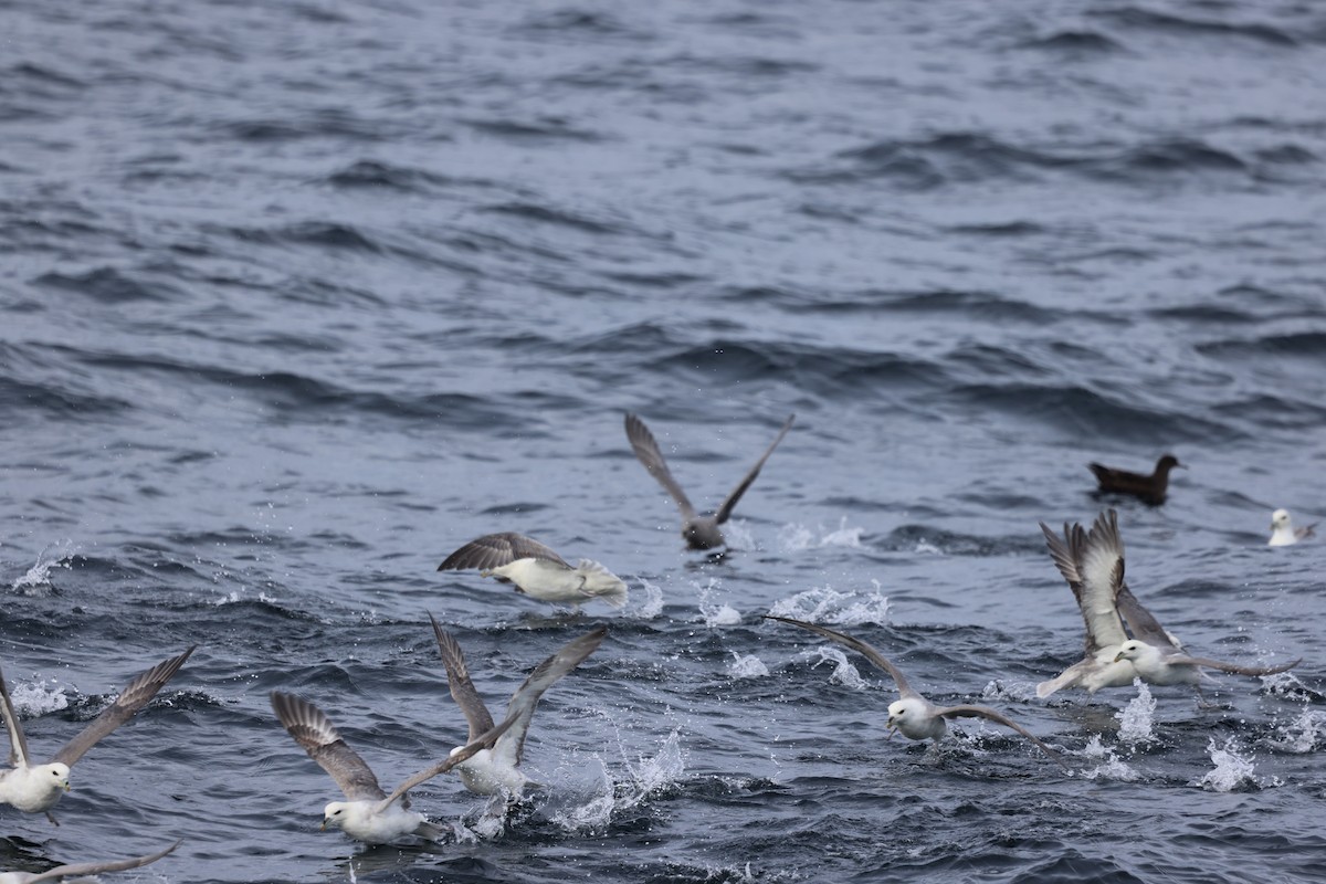 Northern Fulmar - ML646598376
