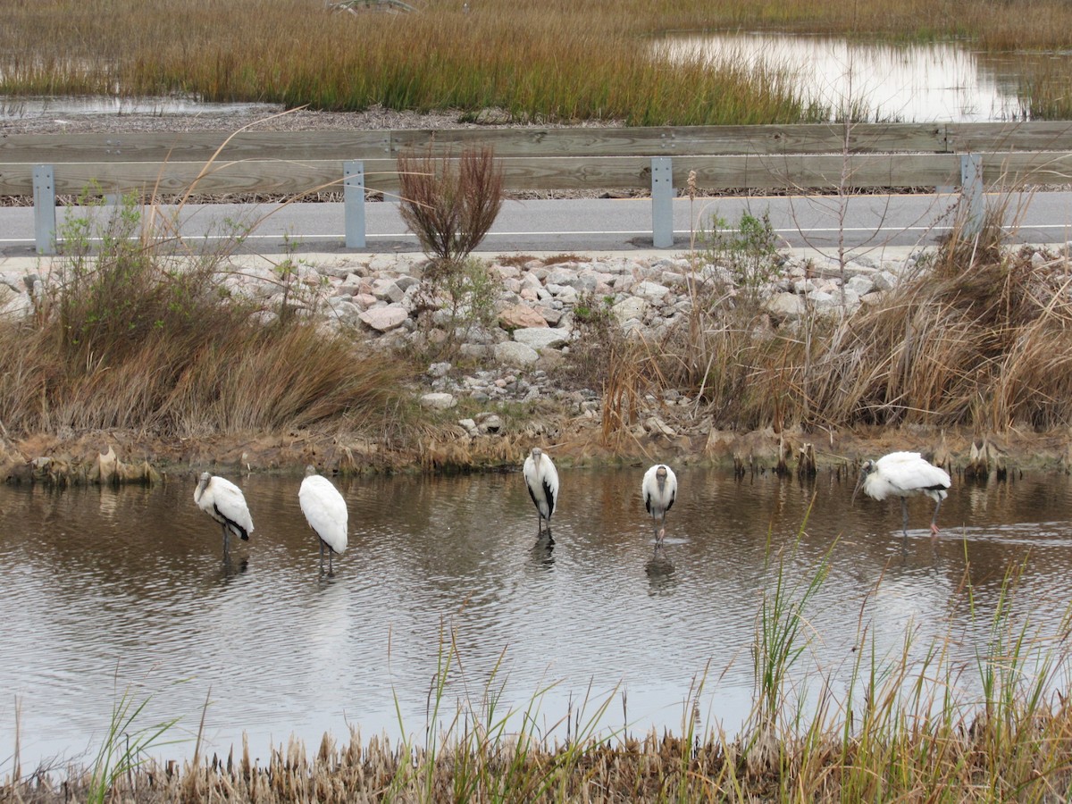 Wood Stork - ML646598377