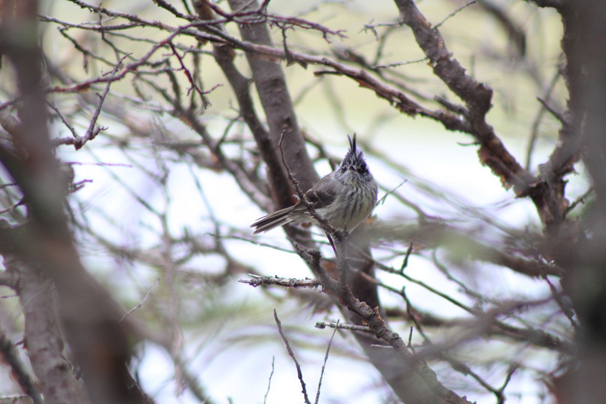 Tufted Tit-Tyrant - ML646598378