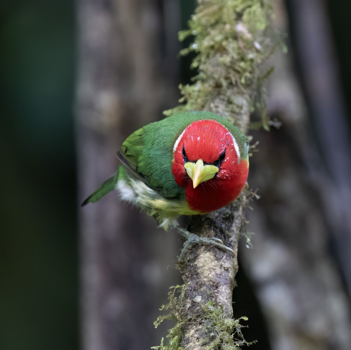 Red-headed Barbet - ML646598379