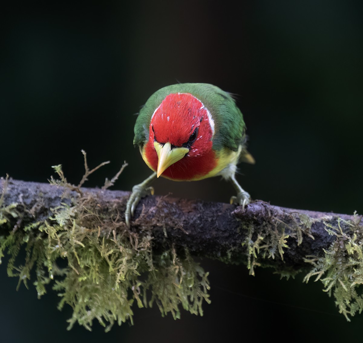 Red-headed Barbet - ML646598380