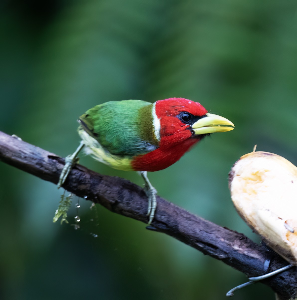 Red-headed Barbet - ML646598381
