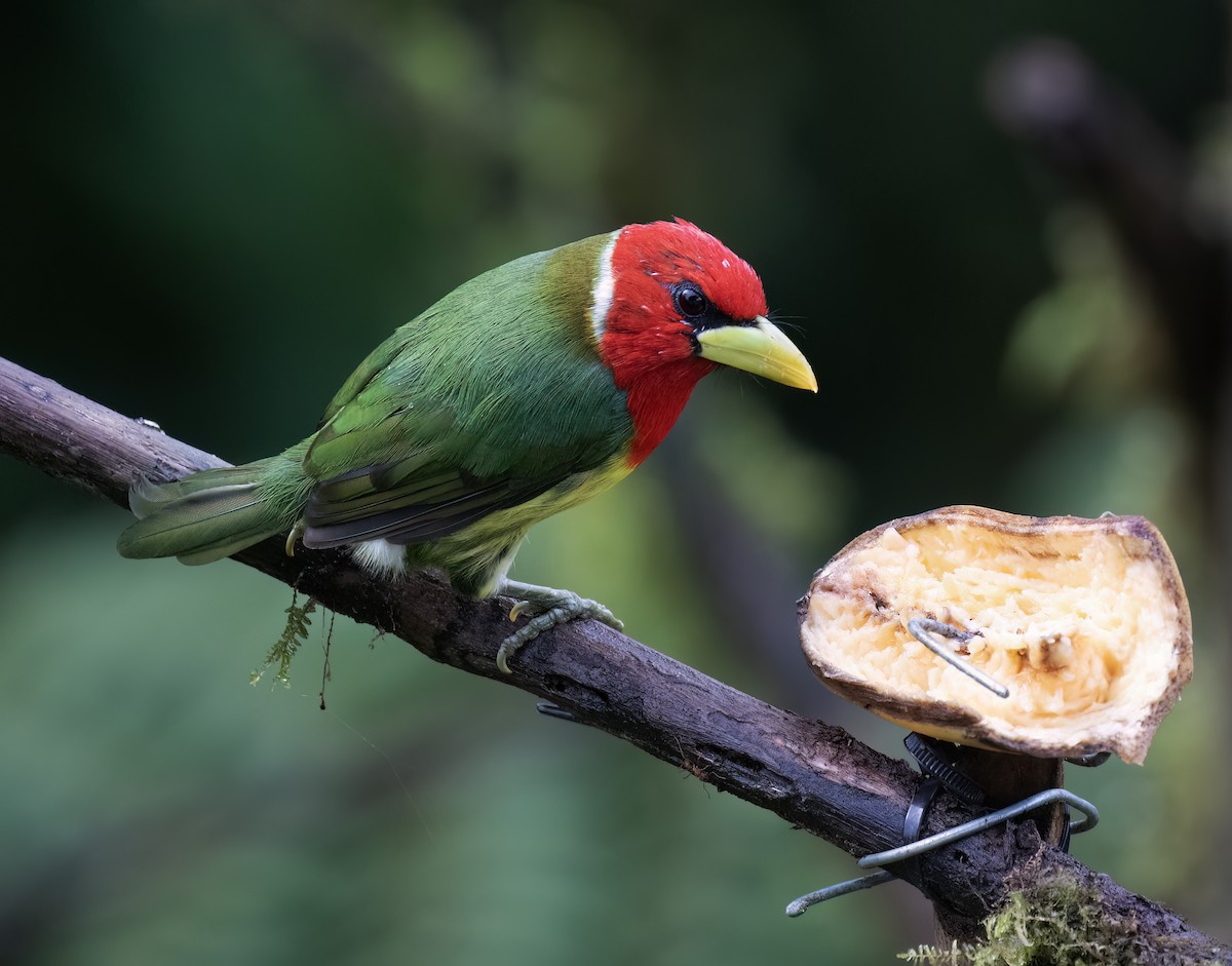 Red-headed Barbet - ML646598382
