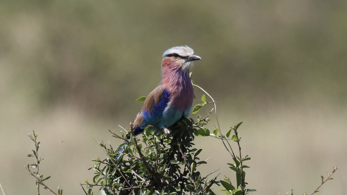 Lilac-breasted Roller - ML646598383