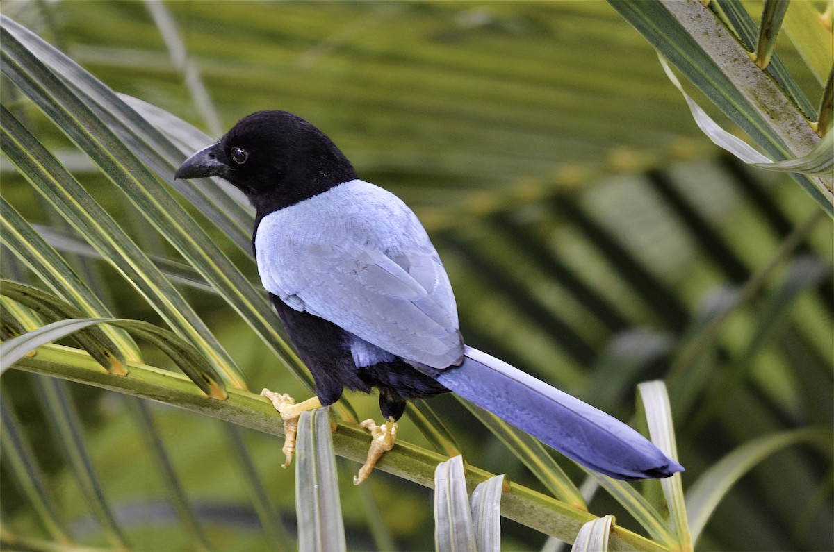 Yucatan Jay - ML646598384