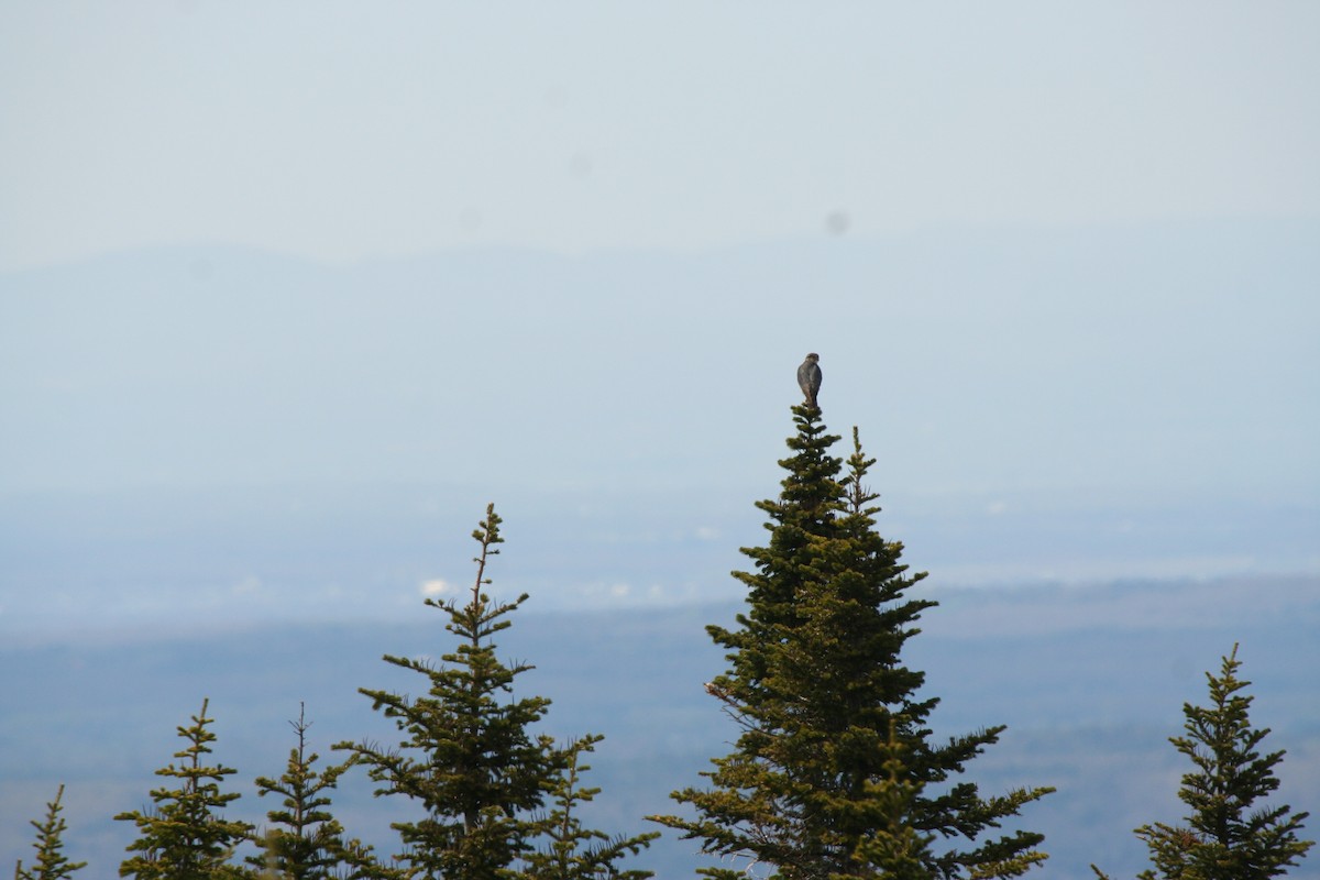 Merlin - ML646598385