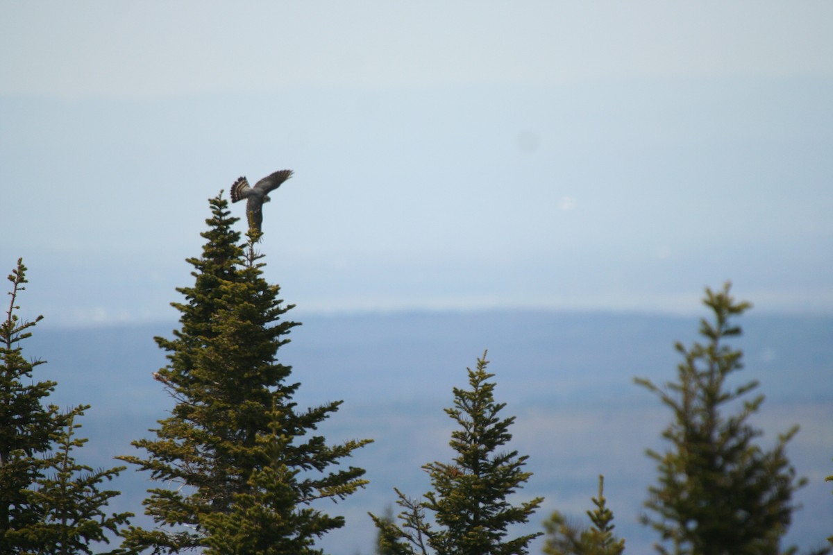 Merlin - ML646598386