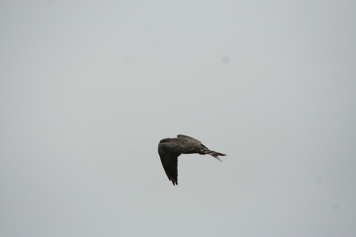 Merlin - ML646598387