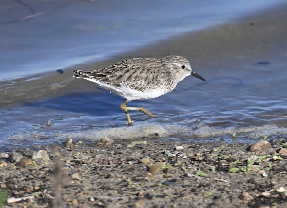 Least Sandpiper - ML646598389