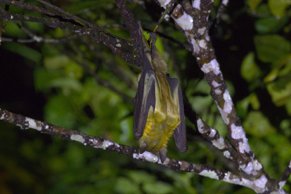 Muercielágo de la Fruta de Color Pajizo - ML646598390