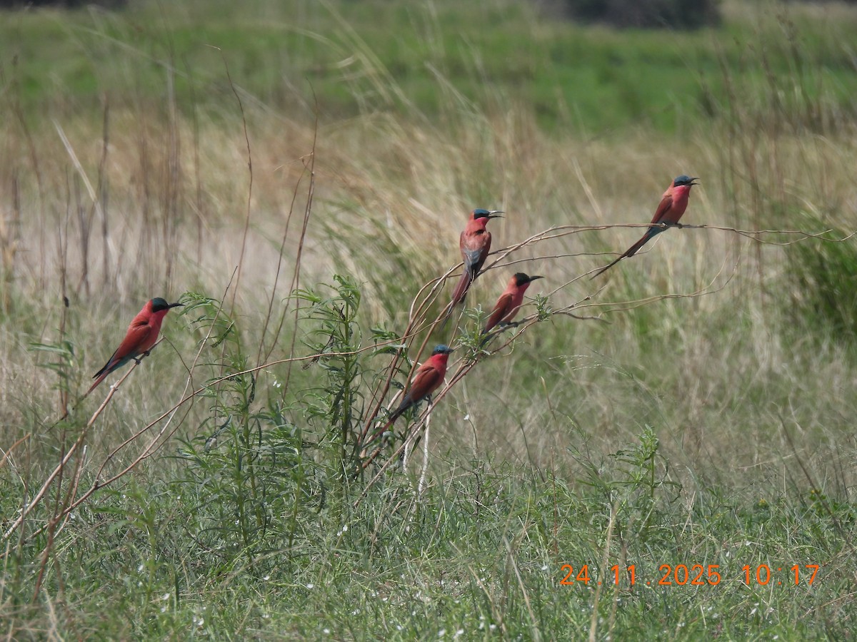 Guêpier carmin - ML646598391