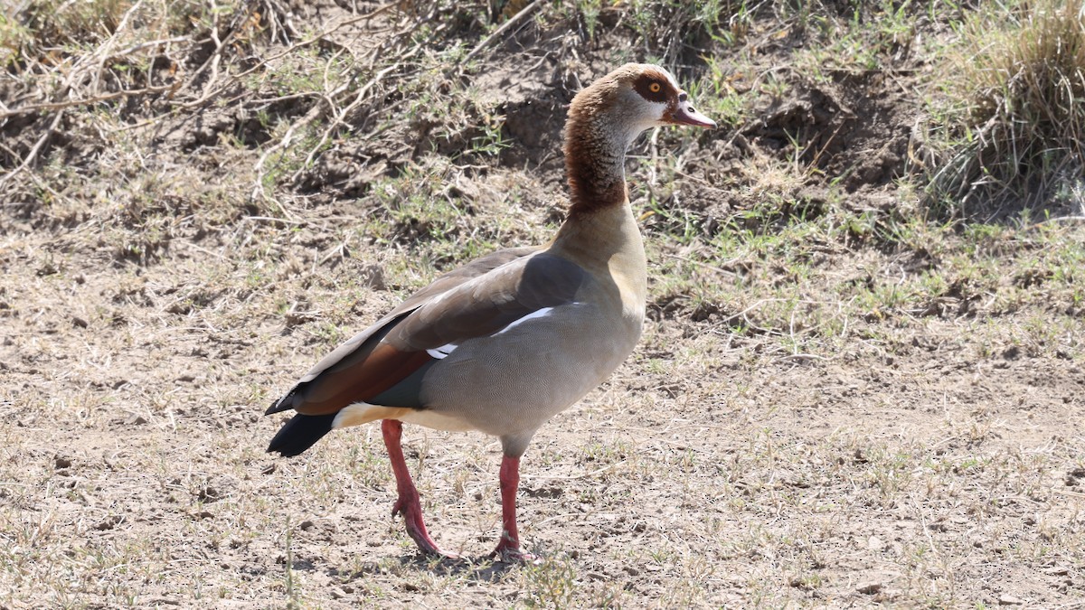 埃及雁 - ML646598397