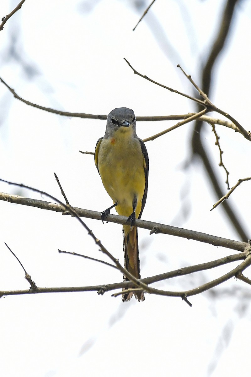 コサンショウクイ - ML646598398