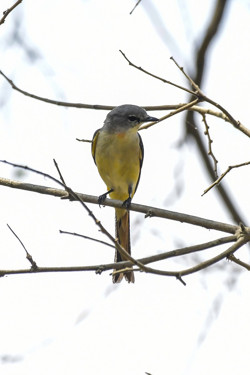 コサンショウクイ - ML646598399