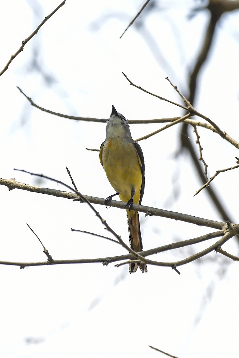 コサンショウクイ - ML646598400