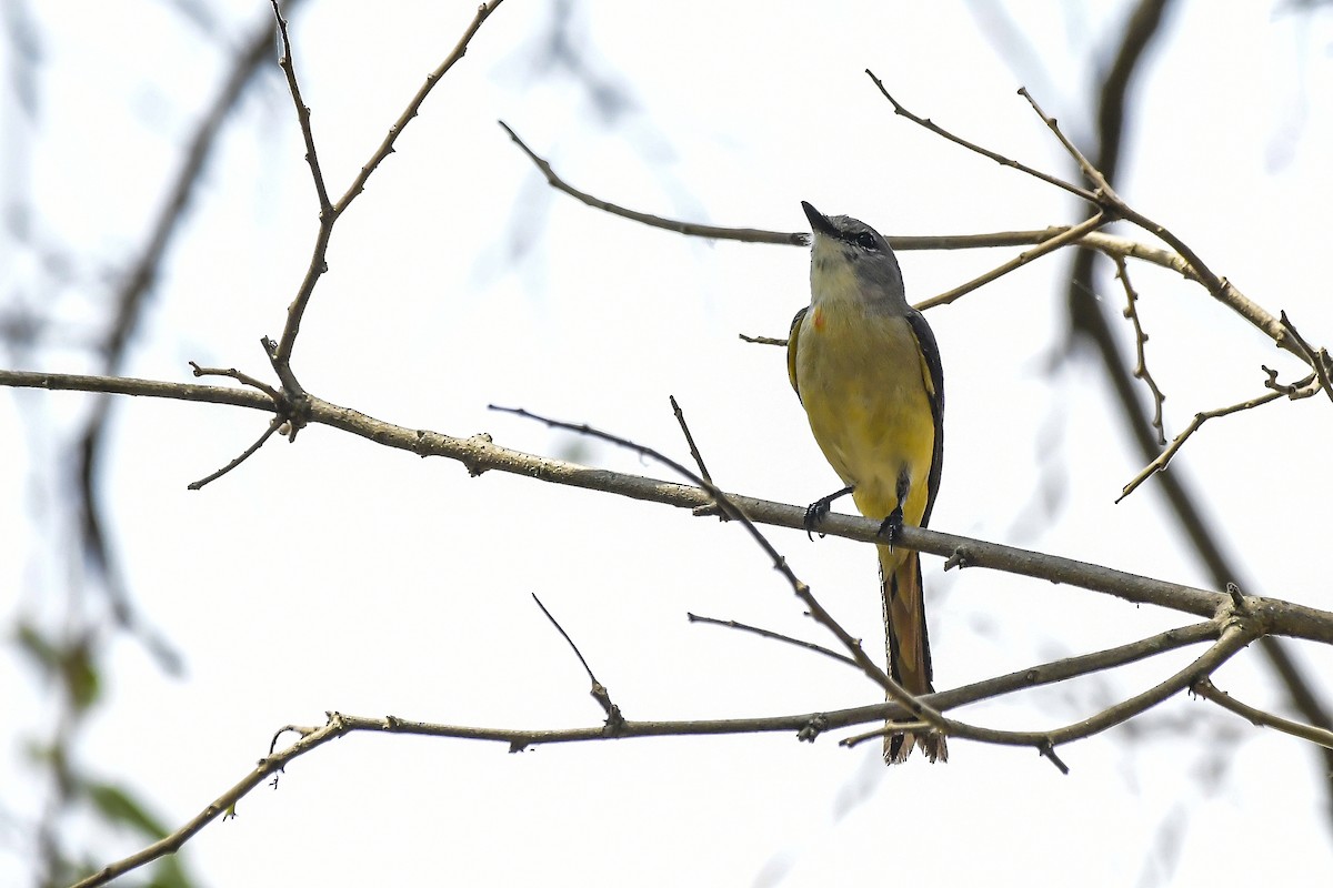 コサンショウクイ - ML646598401