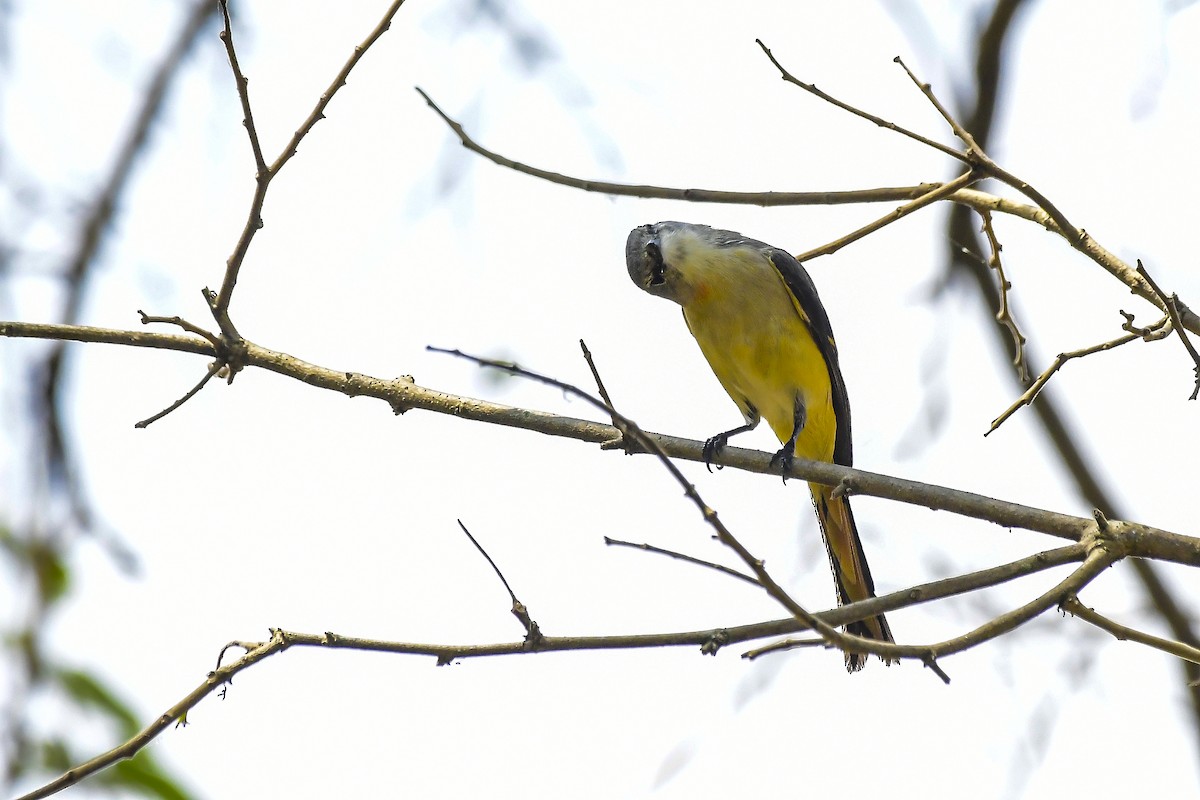 コサンショウクイ - ML646598402