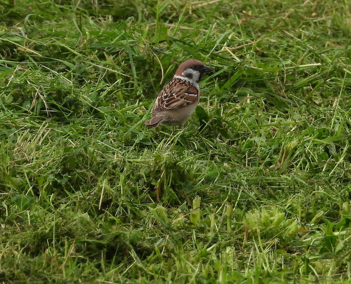 Landa-txolarrea - ML646598403