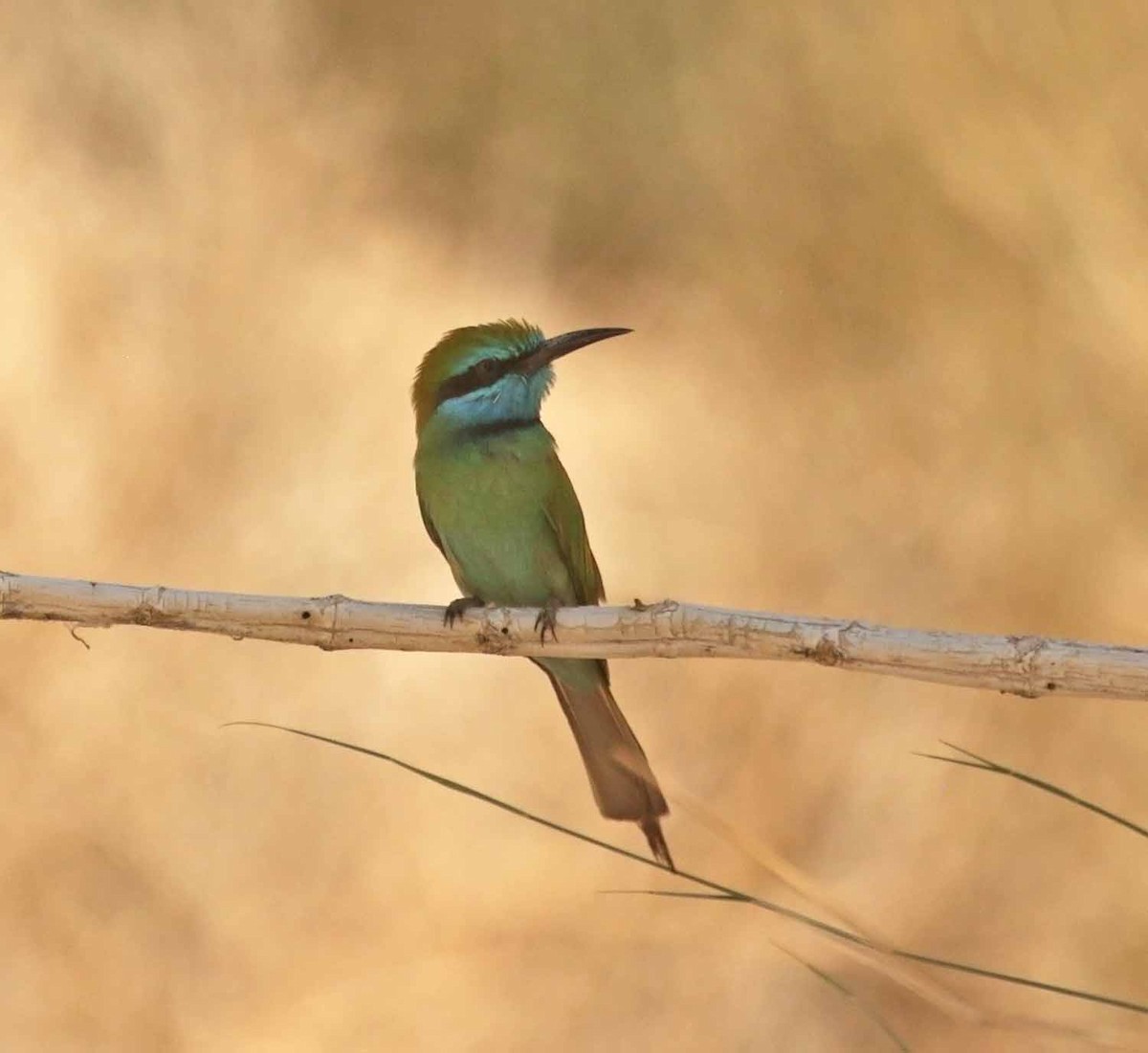 Arabian Green Bee-eater - ML646598404
