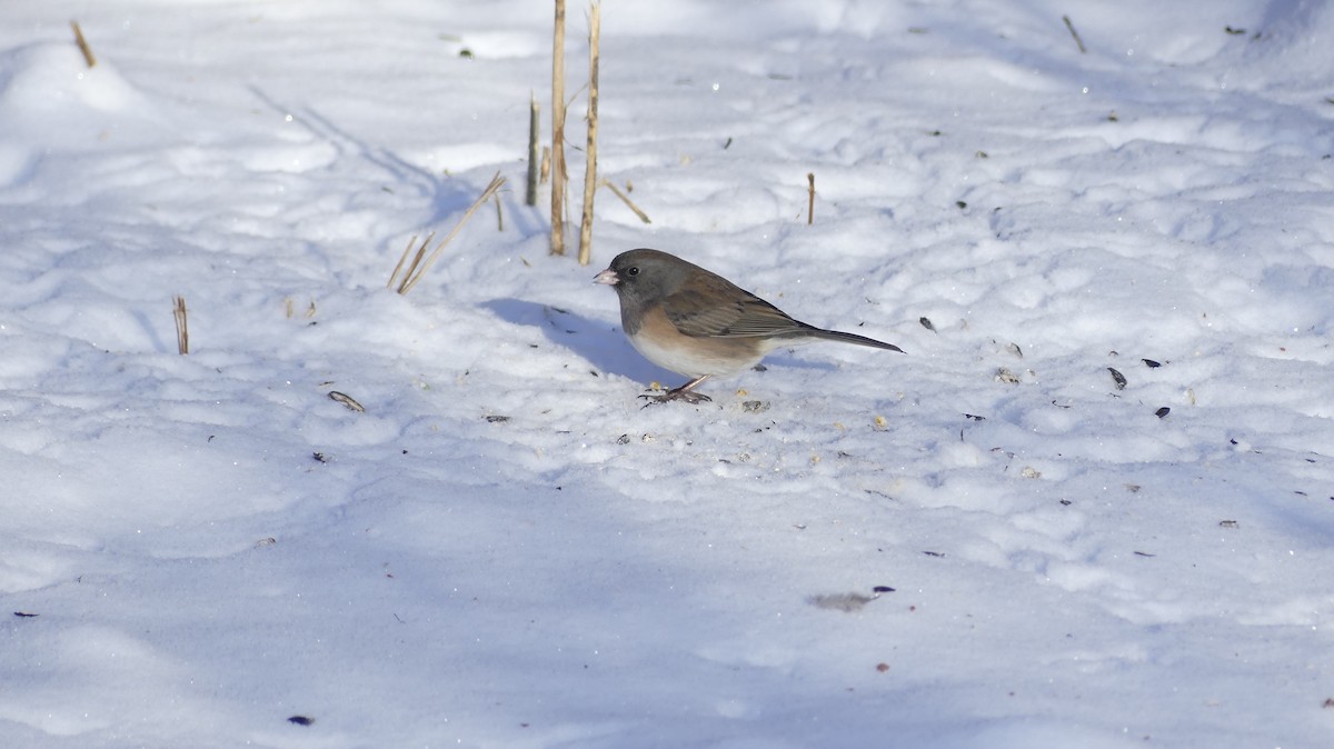 Dark-eyed Junco (Oregon) - ML646598409
