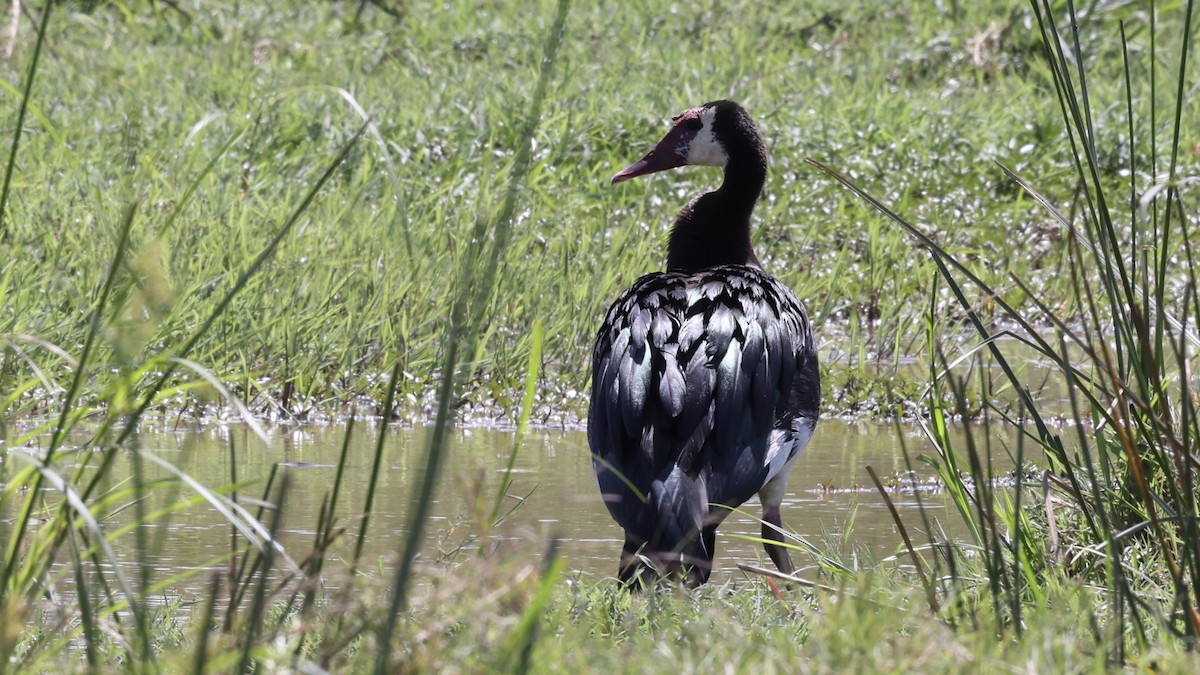 Spur-winged Goose - ML646598410
