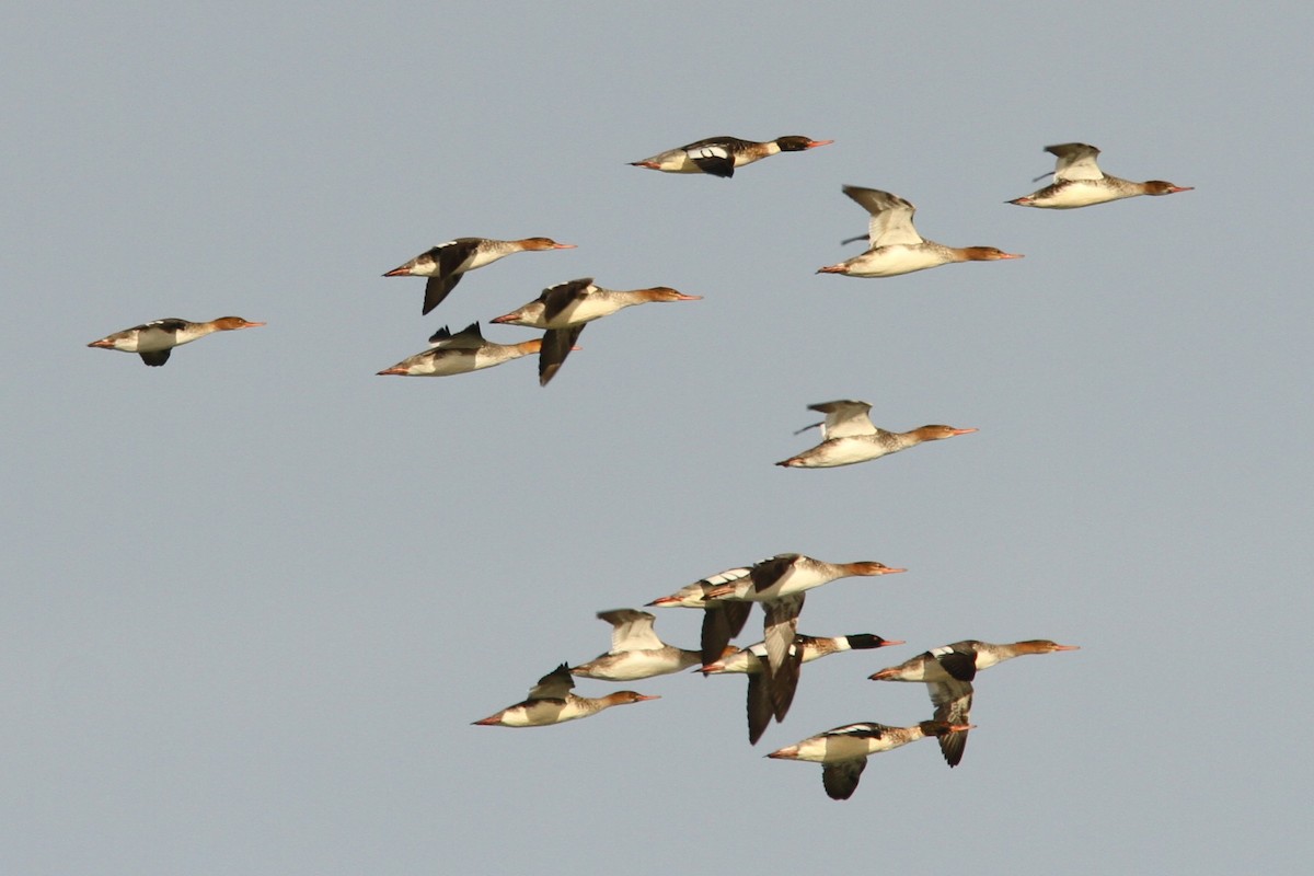 Harle huppé - ML646598411