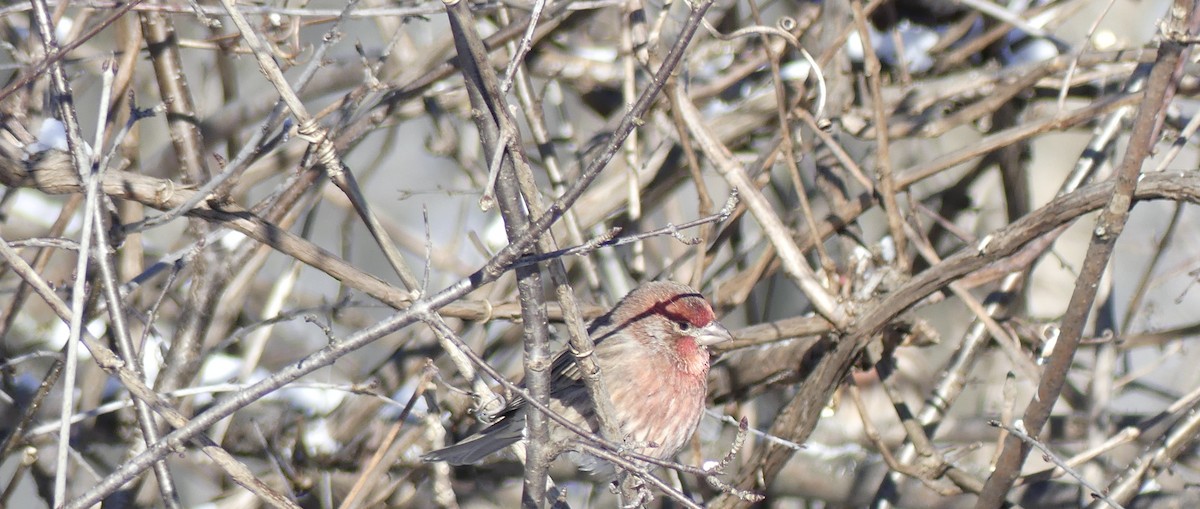House Finch - ML646598413