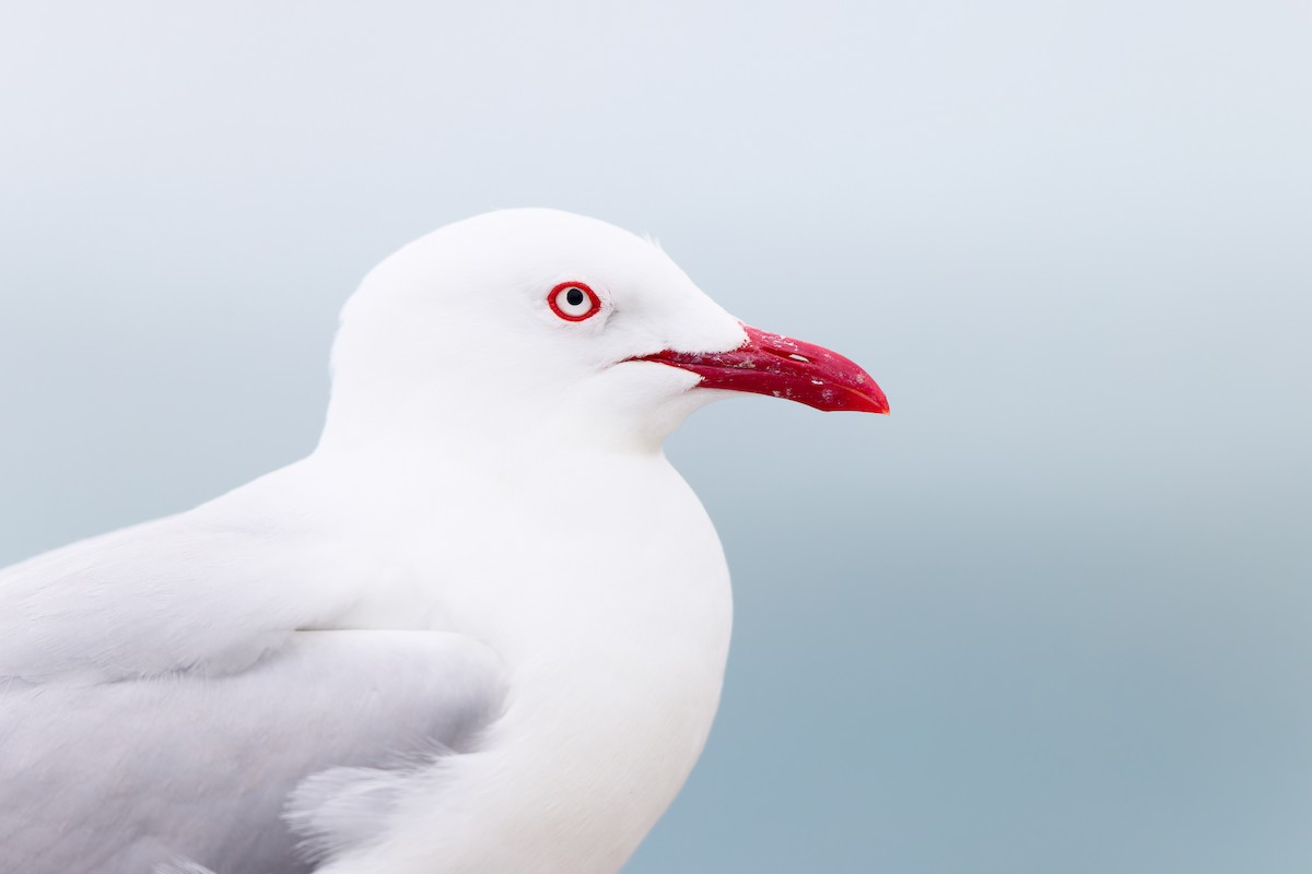 Silver Gull - ML646598419