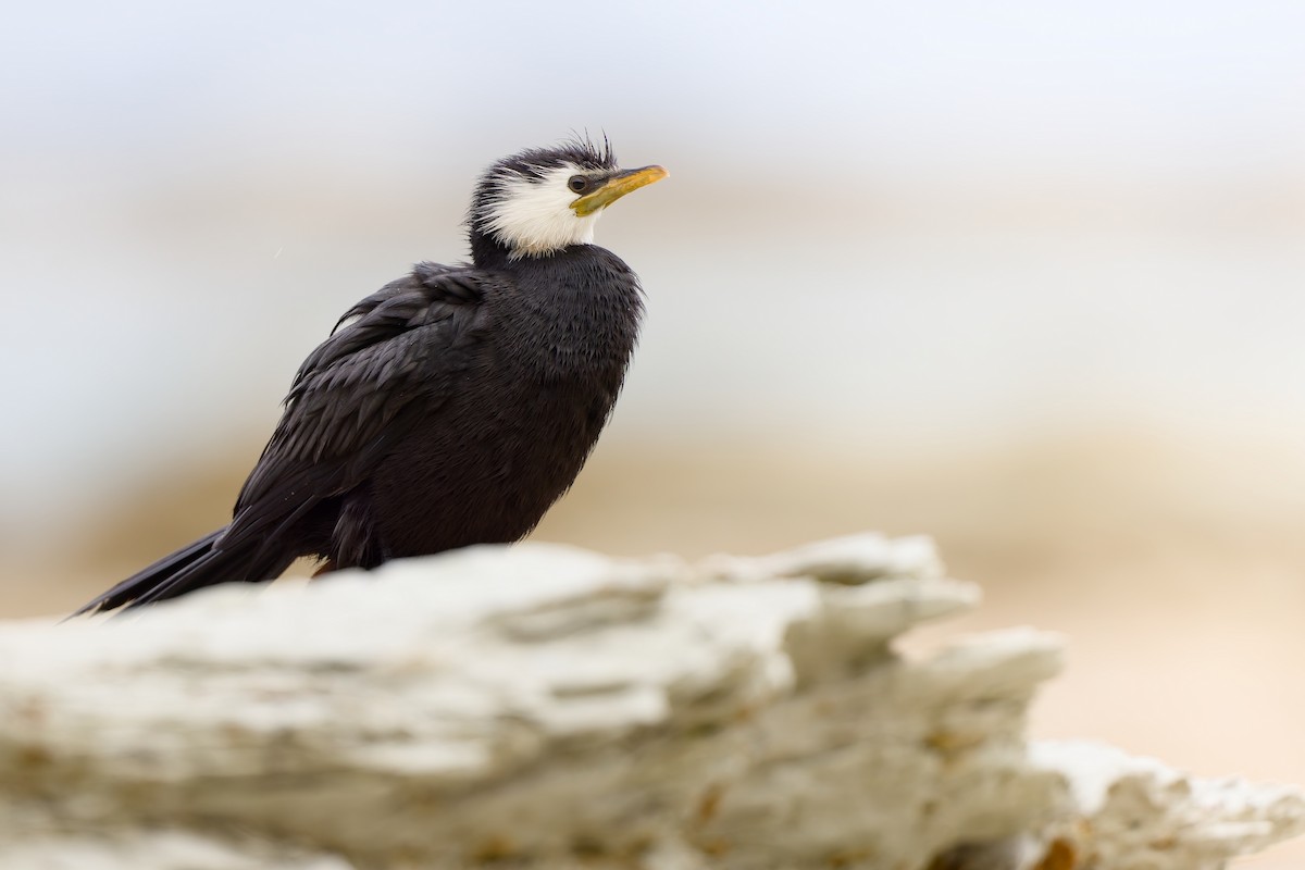 Little Pied Cormorant - ML646598425