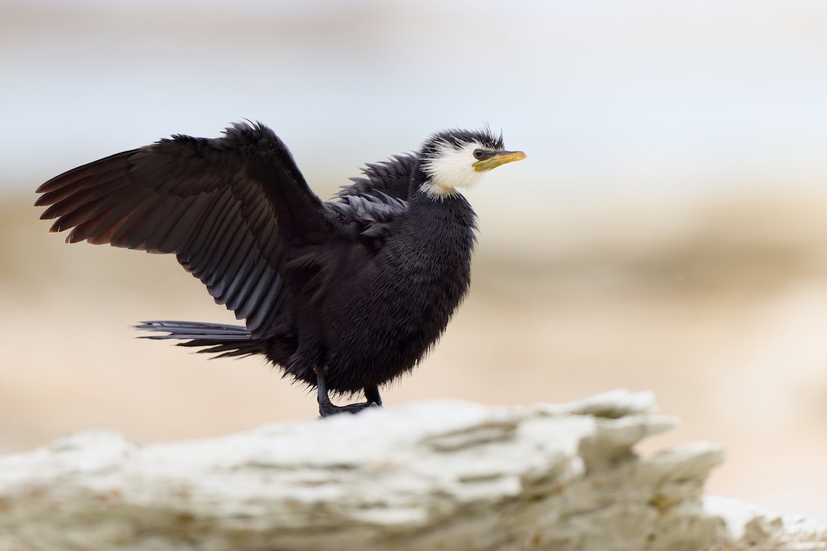 Little Pied Cormorant - ML646598426