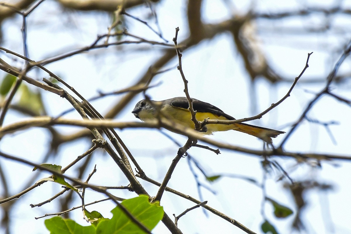 Small Minivet - ML646598427