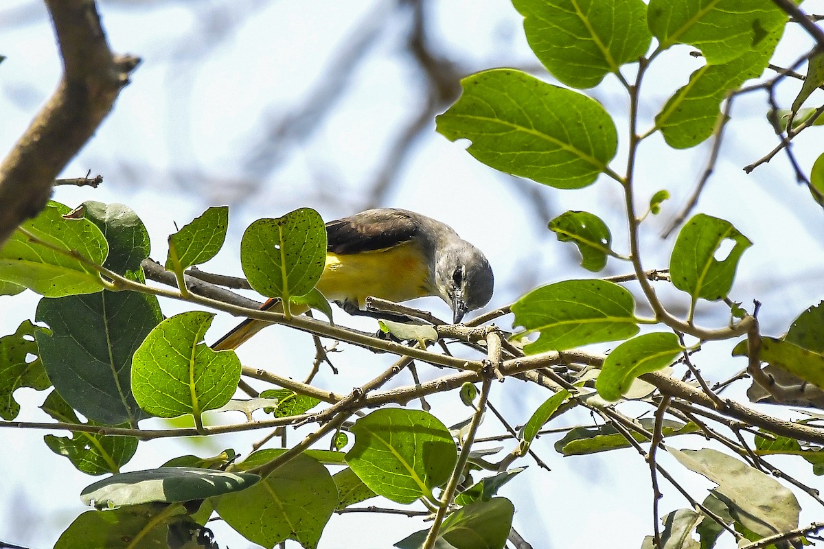 Small Minivet - ML646598428