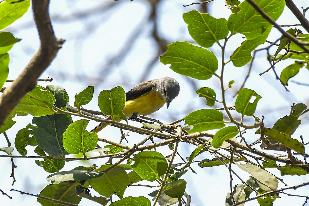 Small Minivet - ML646598429